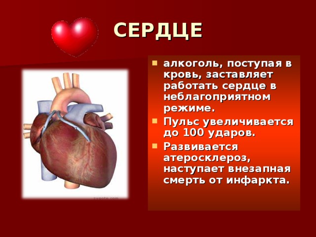 СЕРДЦЕ алкоголь, поступая в кровь, заставляет работать сердце в неблагоприятном режиме. Пульс увеличивается до 100 ударов. Развивается атеросклероз, наступает внезапная смерть от инфаркта.  