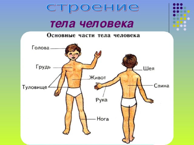 тела человека