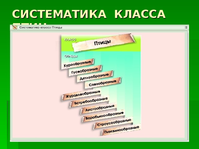 Завершите схему класс птицы систематическая группа признаки представители