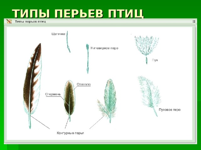 Нарисовать перо птицы по окружающему миру 1 класс