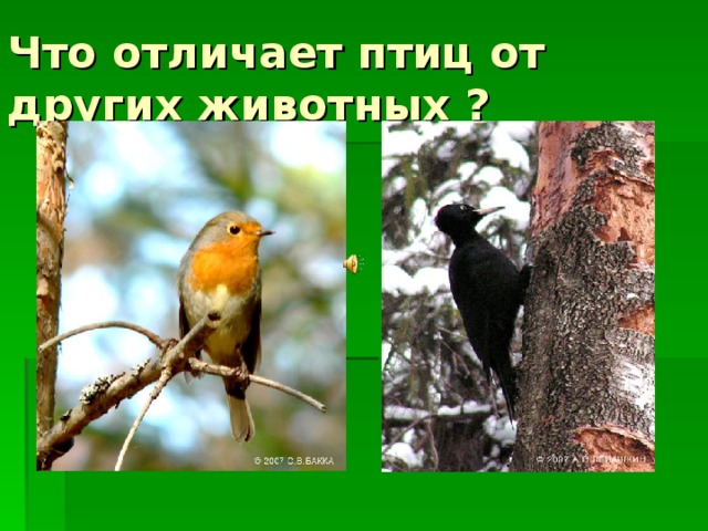 Что отличает птиц от других животных ? 