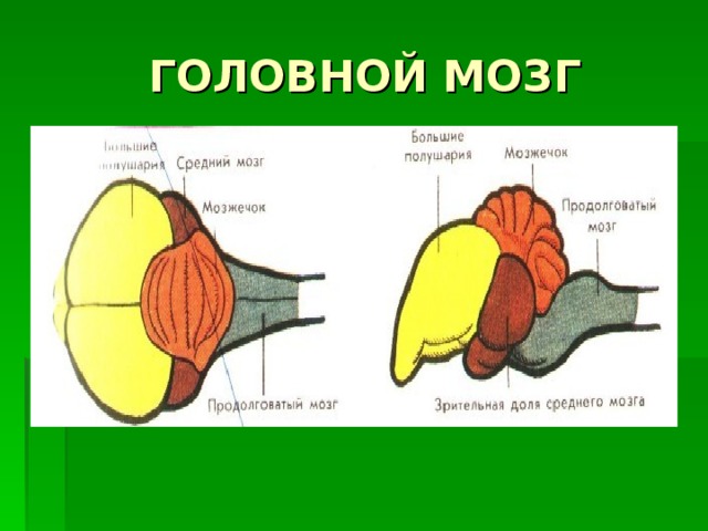 Мозг птицы рисунок с подписями