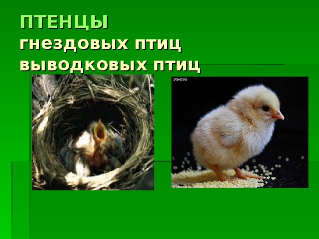 Определите тип развития птенцов. Гнездовые птицы отличаются от выводковых. Гнездовые птенцы. Птенцы выводковые и птенцовые. Птенцы выводковые и гнездовые.
