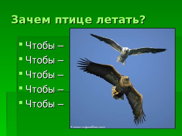 Зачем птице летать? Чтобы – Чтобы – Чтобы – Чтобы – Чтобы – 