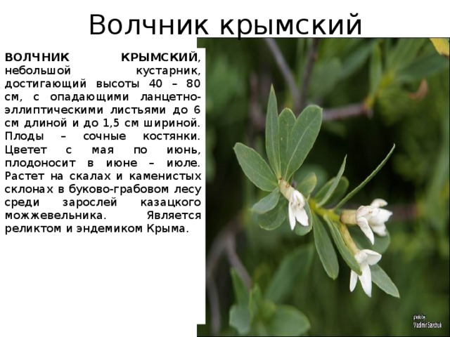 Крымские растения фото и названия и описание
