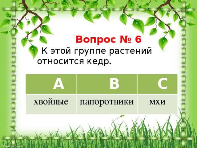 Вопрос № 6  К этой группе растений относится кедр .  A хвойные  B  C папоротники мхи 