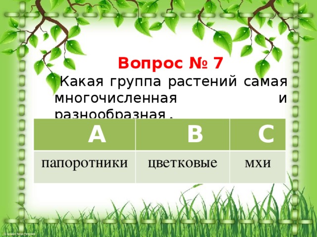 Вопрос № 7  Какая группа растений самая многочисленная и разнообразная  .  A папоротники  B  C цветковые мхи 