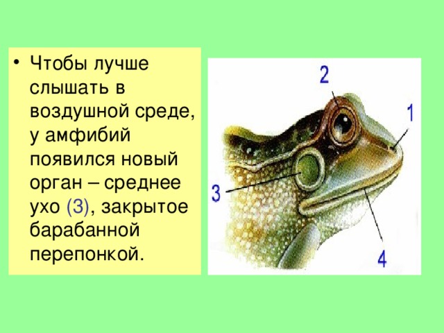 Слух рептилий. Орган слуха лягушки строение. Строение органа слуха земноводных. Строение лягушки среднее ухо. Среднее ухо земноводных.