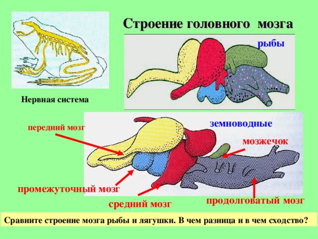  Строение головного мозга рыбы Нервная система земноводные передний  мозг мозжечок промежуточный мозг продолговатый  мозг средний мозг Сравните строение мозга рыбы и лягушки. В чем разница и в чем сходство?  