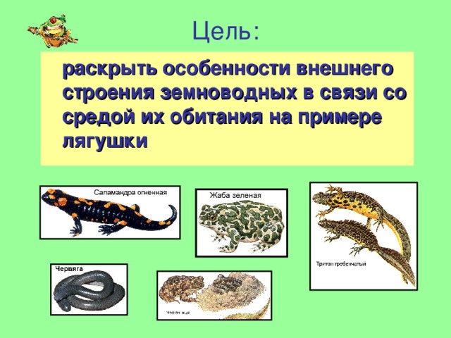 Цель: раскрыть особенности внешнего строения земноводных в связи со средой их обитания на примере лягушки 