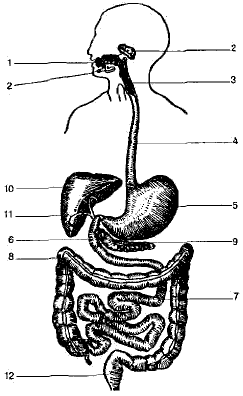 На рисунке изображена пищеварительная система. Пищеварительная система схема 4 класс. Система органов пищеварения человека 8 класс. Строение пищеварительной системы человека без подписей. Пищеварительная система схема 23.