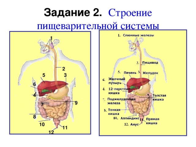 Презентация по теме пищеварительная система