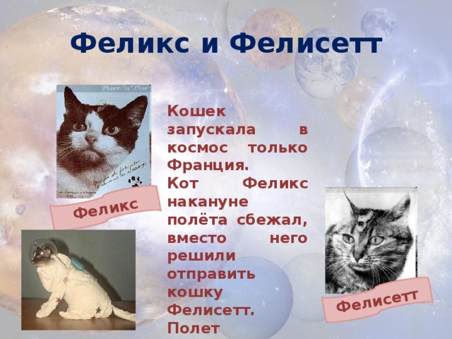 1 кошка в космосе. Кошка Фелисетт. Кот полетел в космос. Кошка полетевшая в космос.