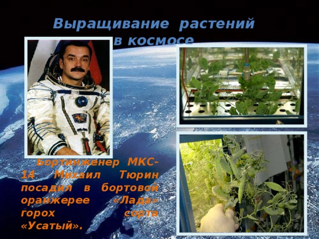 Выращивание растений в космосе Бортинженер МКС-14 Михаил Тюрин посадил в бортовой оранжерее «Лада» горох сорта «Усатый». 