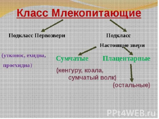 Схема классификации млекопитающих 7 класс