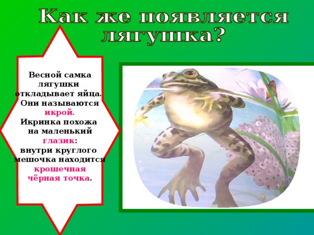 Как появляется лягушка рисунок