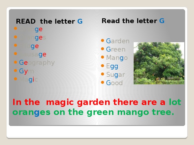 READ the letter G Read the letter G Oran g e Oran g e s Frid g e Sausa g e G e ography G y m Ma g i c G arden G reen Man g o E gg Su g ar G ood In the magic garden there are a lot oran g es on the green mango tree. 
