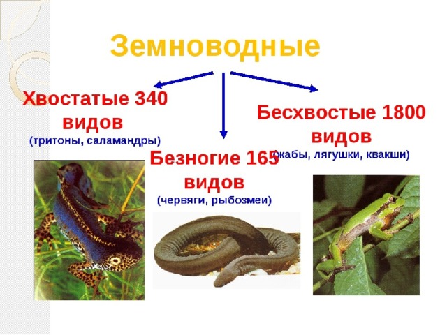 Земноводные картинки с названиями