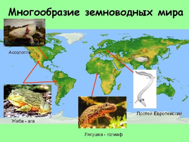 Покажите на рисунке как шло расселение жабы ага поставьте на карте