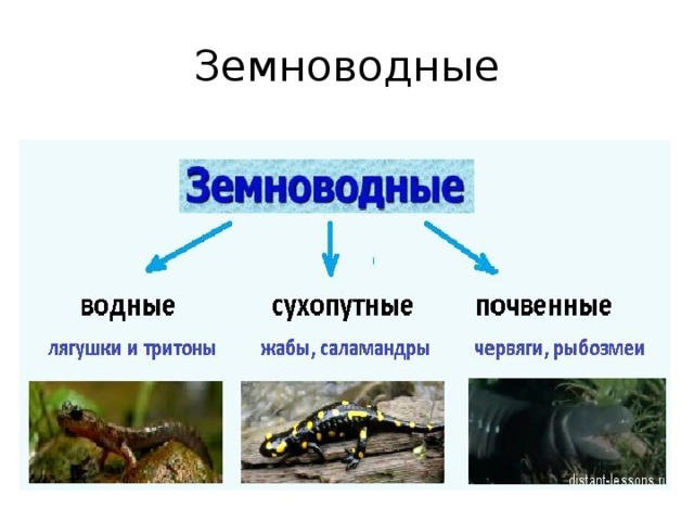 Земноводные презентация 2 класс