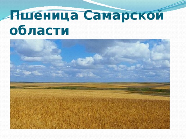 Пшеница Самарской области 