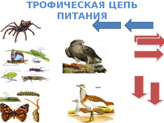 Трофические связи презентация