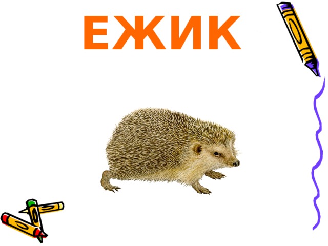 ЕЖИК 