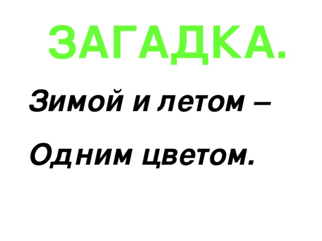 Зимой и летом одним цветом загадка