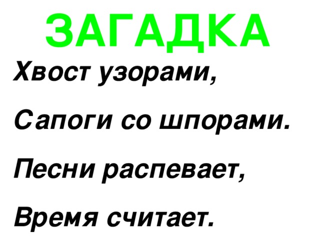 Загадка хвост