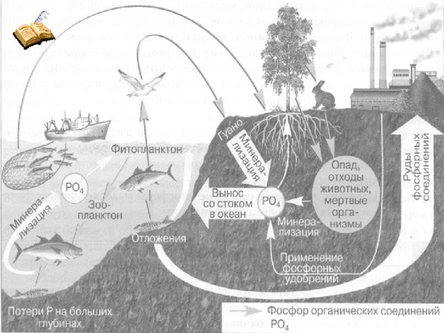 Круговорот фосфора в биосфере рисунок