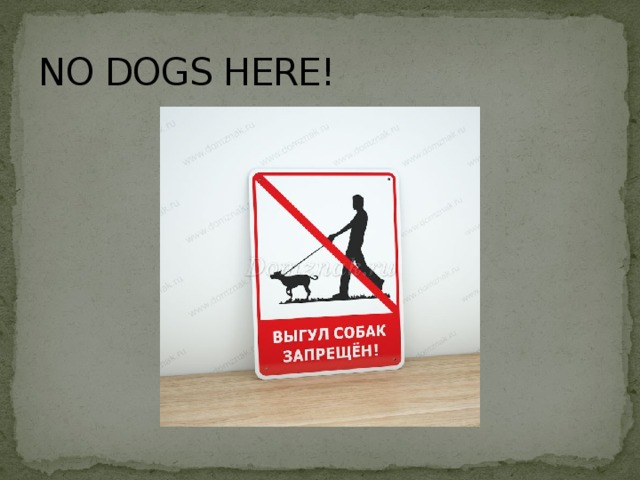 NO DOGS HERE! 