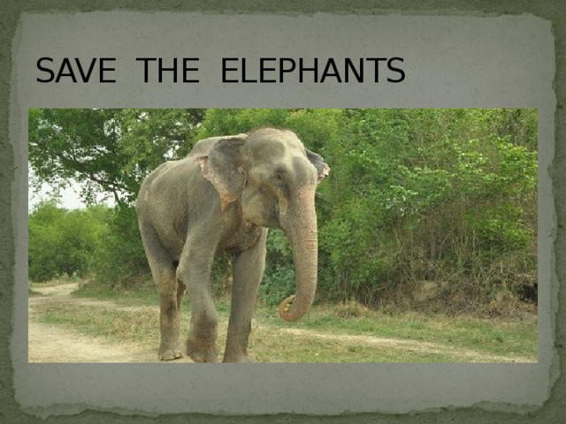 SAVE THE ELEPHANTS 