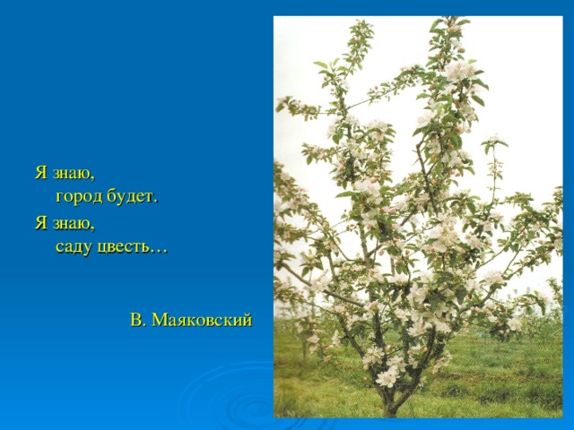 Я знаю город будет. Саду цвесть Маяковский. Я знаю город будет я знаю саду цвесть. Маяковский я знаю город будет я знаю саду цвесть. Город будет саду цвесть.