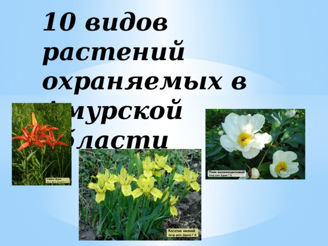 10 видов растений охраняемых в Амурской области 