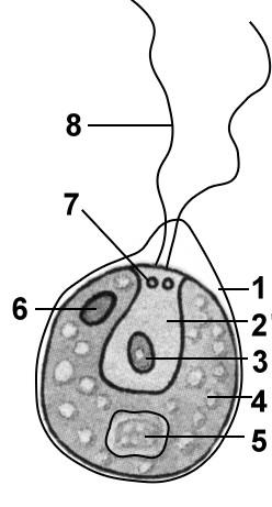 На рисунке изображена водоросль. Строение хламидомонады рисунок без подписей. Строение хламидомонады с цифрами. Хламидомонада строение рисунок. Хламидомонада рисунок без подписей.