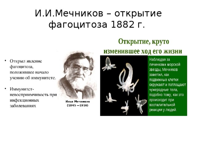 И.И.Мечников – открытие фагоцитоза 1882 г. 