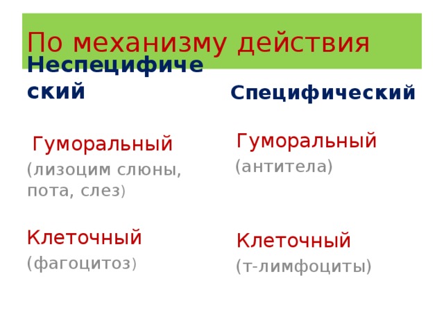 По механизму действия Неспецифический Специфический  Гуморальный  Гуморальный (лизоцим слюны, пота, слез )  (антитела) Клеточный (фагоцитоз )  Клеточный  (т-лимфоциты) 