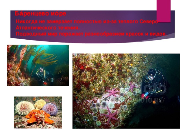 Наши моря презентация