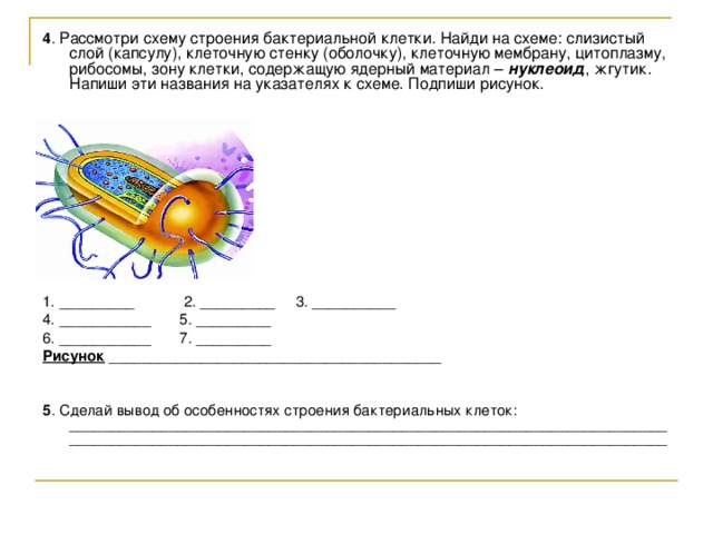 Самостоятельная работа бактерии 7 класс