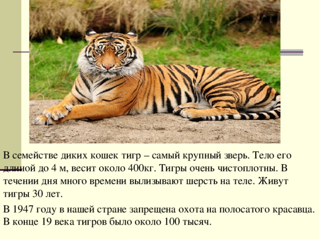 В семействе диких кошек тигр – самый крупный зверь. Тело его длиной до 4 м, весит около 400кг. Тигры очень чистоплотны. В течении дня много времени вылизывают шерсть на теле. Живут тигры 30 лет. В 1947 году в нашей стране запрещена охота на полосатого красавца. В конце 19 века тигров было около 100 тысяч. 