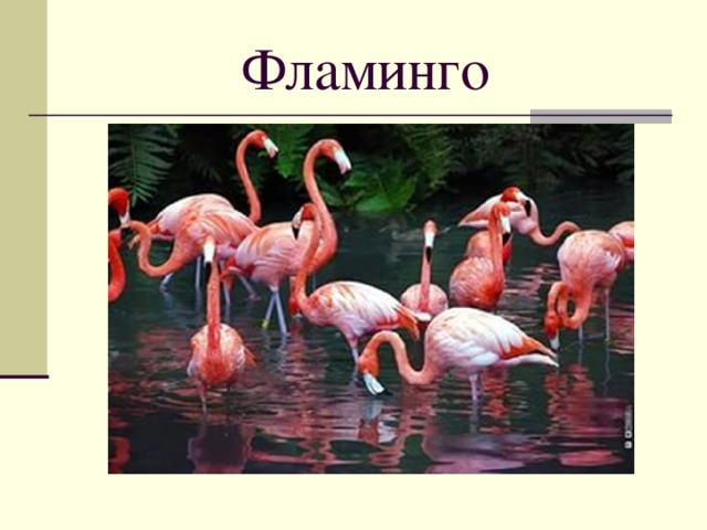 Фламинго  