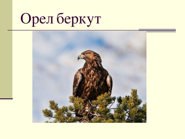 Класс орла. Беркут красная книга. Доклад про Беркута. Беркут презентация. Доклад про орла Беркут.