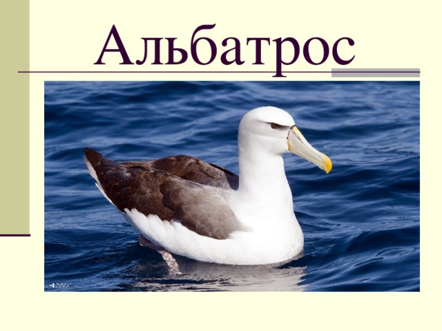 Альбатрос 