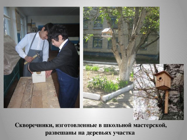 Скворечники, изготовленные в школьной мастерской, развешаны на деревьях участка 