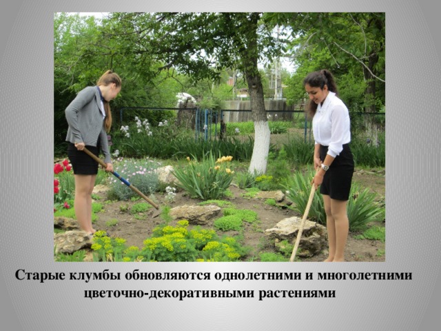 Старые клумбы обновляются однолетними и многолетними цветочно-декоративными растениями 