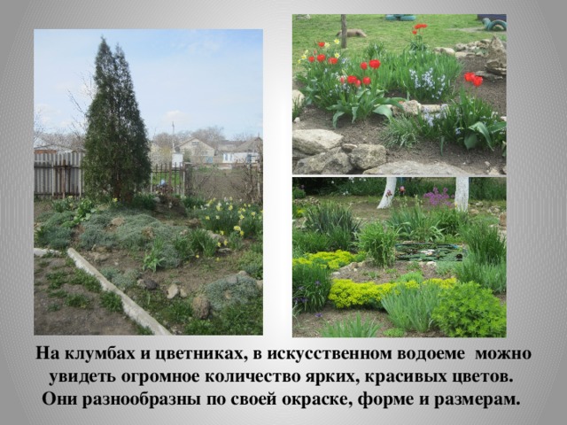 На клумбах и цветниках, в искусственном водоеме можно увидеть огромное количество ярких, красивых цветов. Они разнообразны по своей окраске, форме и размерам. 