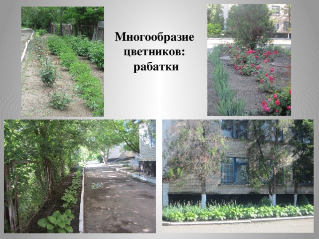 Многообразие цветников:  рабатки 