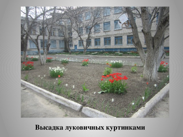 Высадка луковичных куртинками 