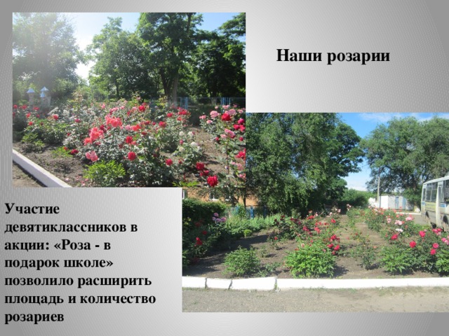 Наши розарии Участие девятиклассников в акции: «Роза - в подарок школе» позволило расширить площадь и количество розариев «Роза - в подарок школе» 