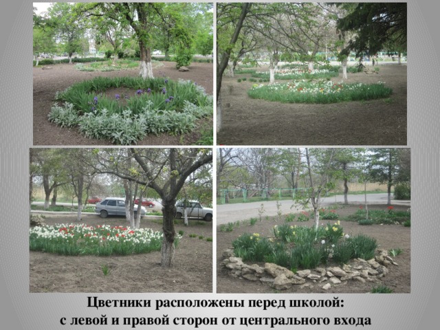 Цветники расположены перед школой: с левой и правой сторон от центрального входа 